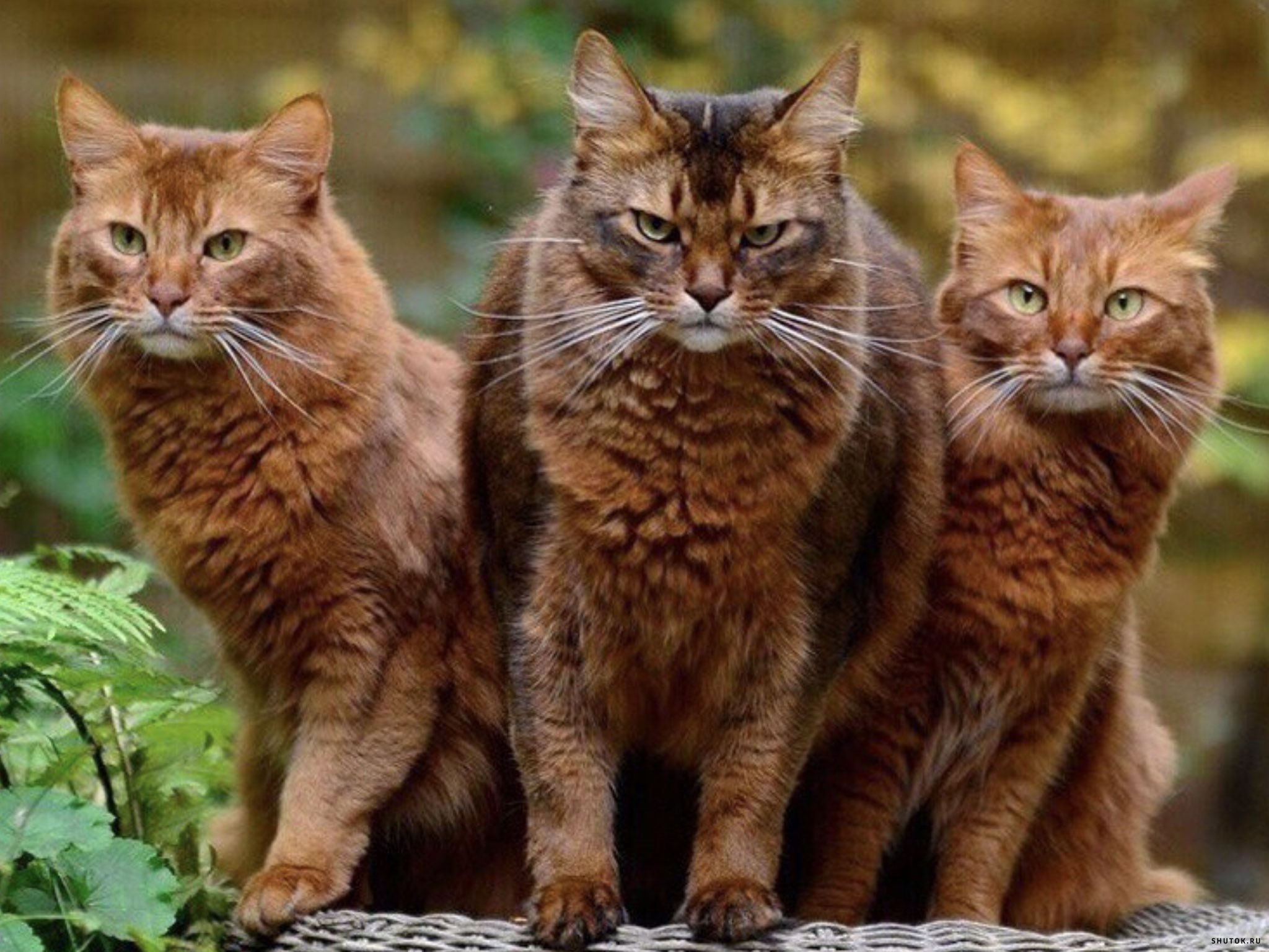 Четверо кошек. Четыре кота. 3 Кота. 3 Кошки.