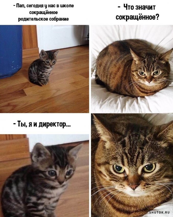 Коты мемы картинки с надписями