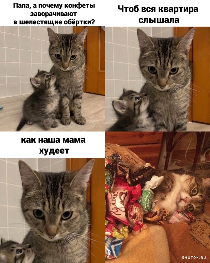 Коты мемы картинки с надписями