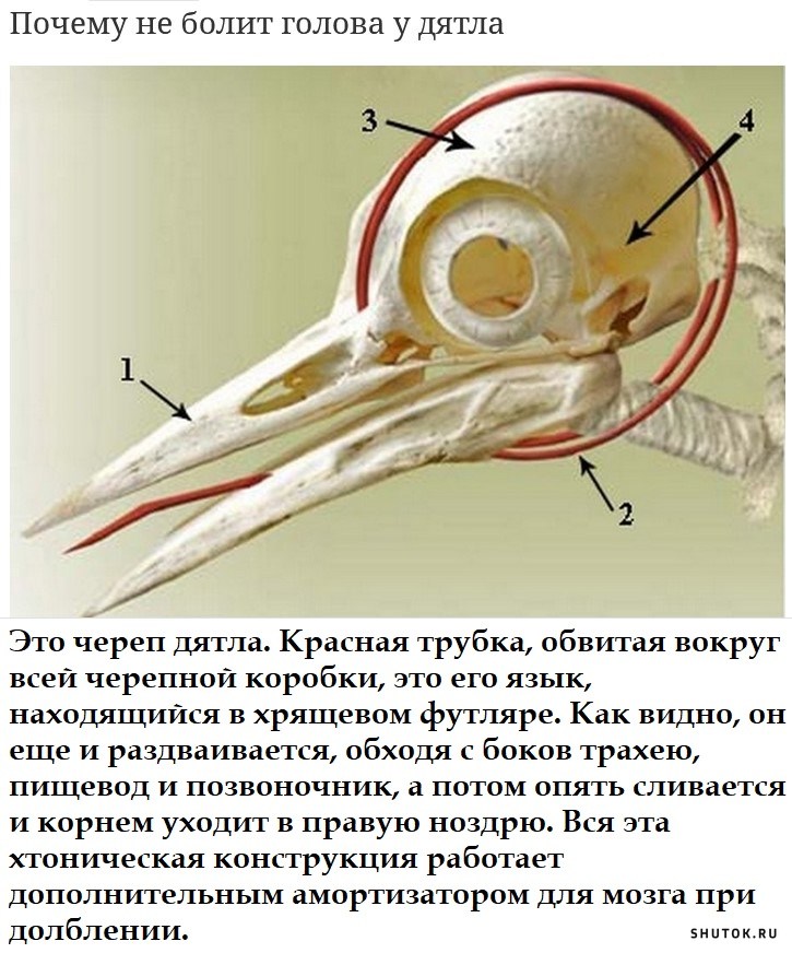 Язык дятла обернут вокруг черепа картинки