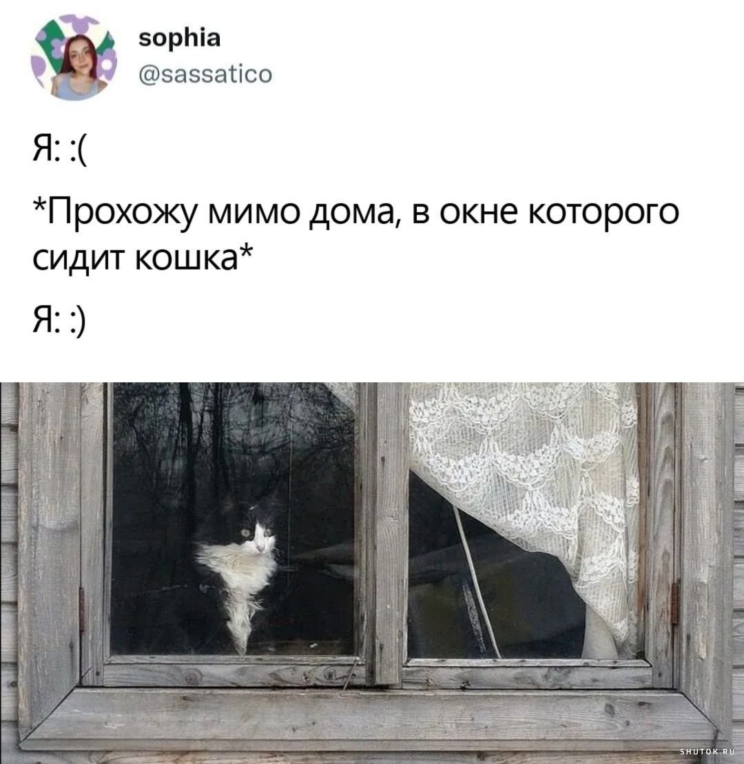 Из окна улыбку в окошко смех. Коты застревают в окнах. Из окна улыбается Мем.