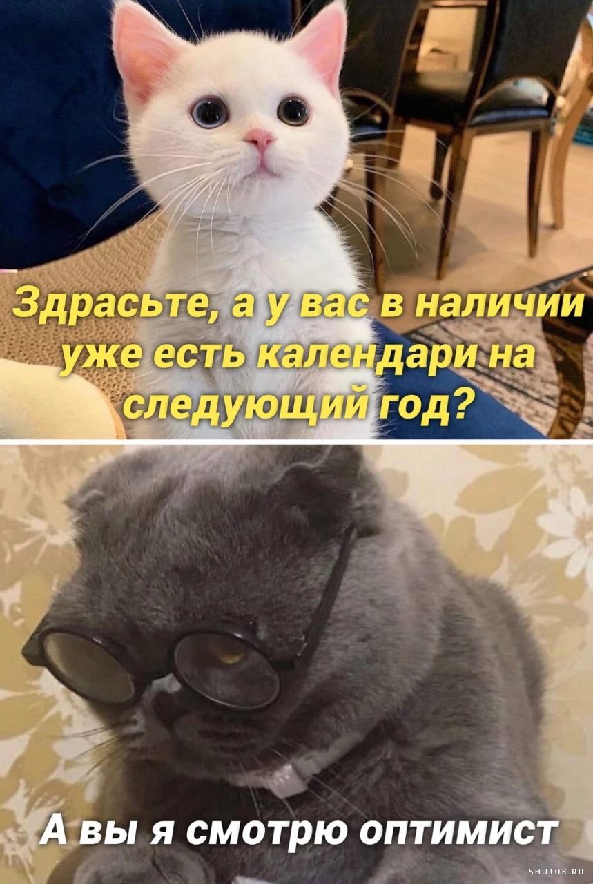 Кот оптимист картинки