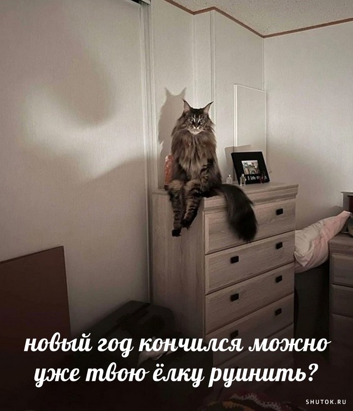 Кот пока