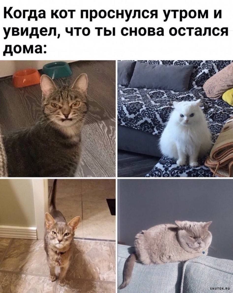 Котенок картинка мем