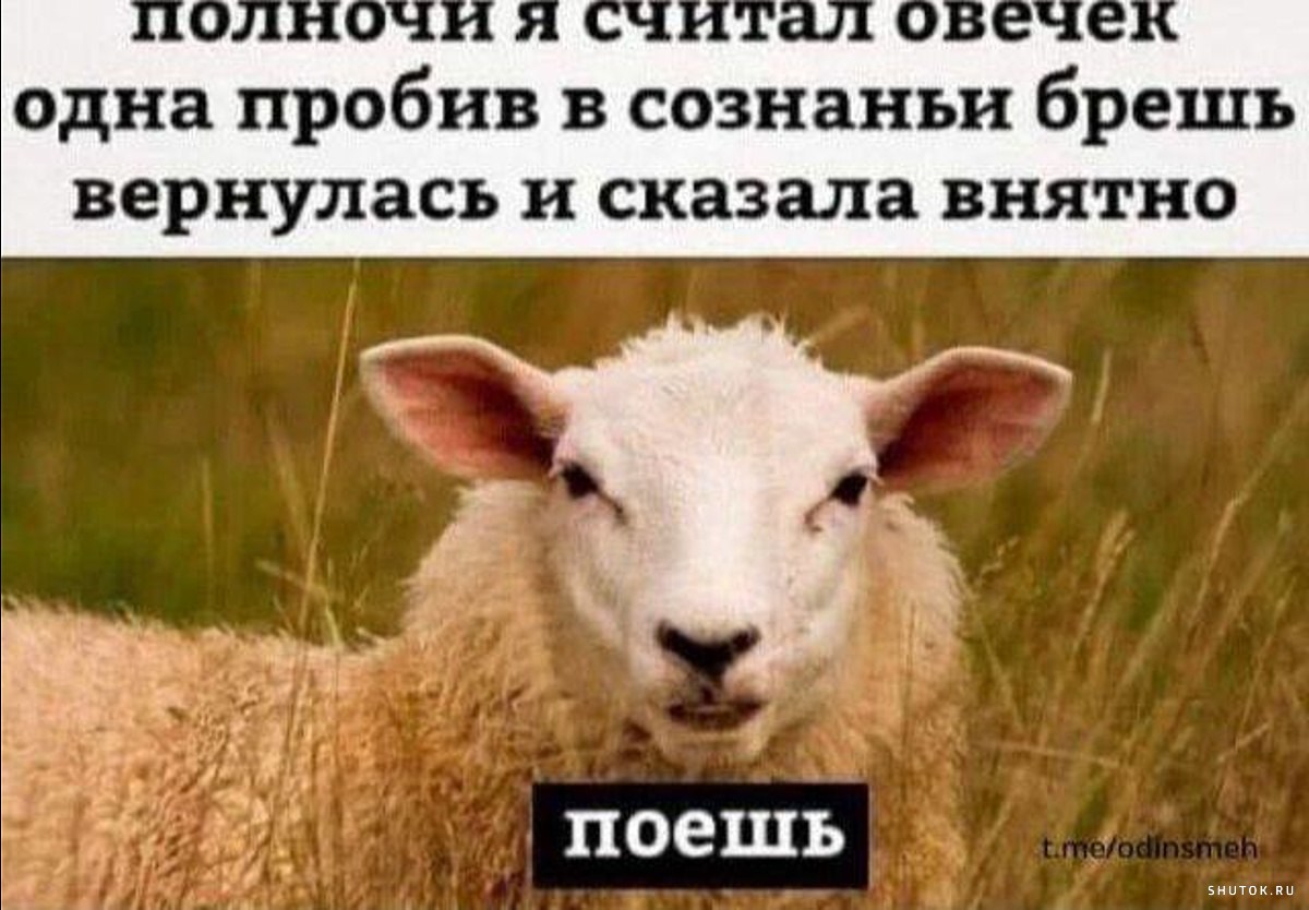 Как говорит баран. Полночи я считал овечек. Считать овечек. Считать овец прикол. Овца демотиватор.