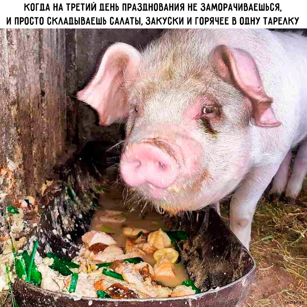 Потому что свинья