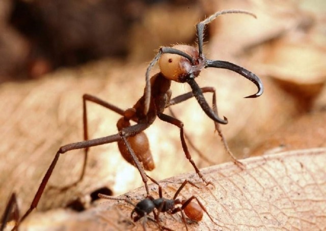 Самые опасные муравьи в мире, 5 фото и текст