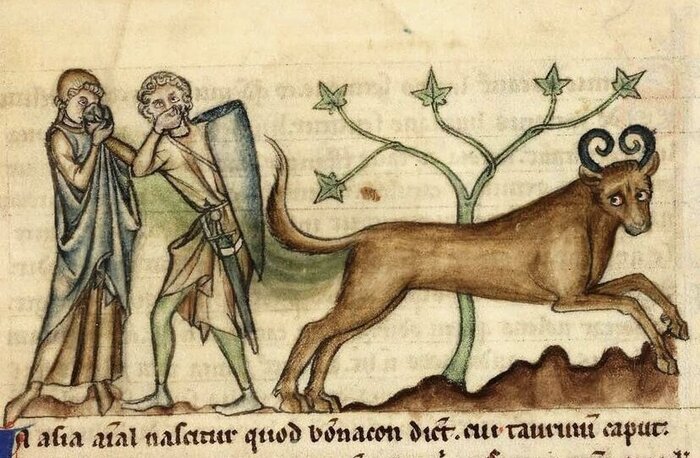 Самое неприличное животное Средневековья, 10 картинок и текст
