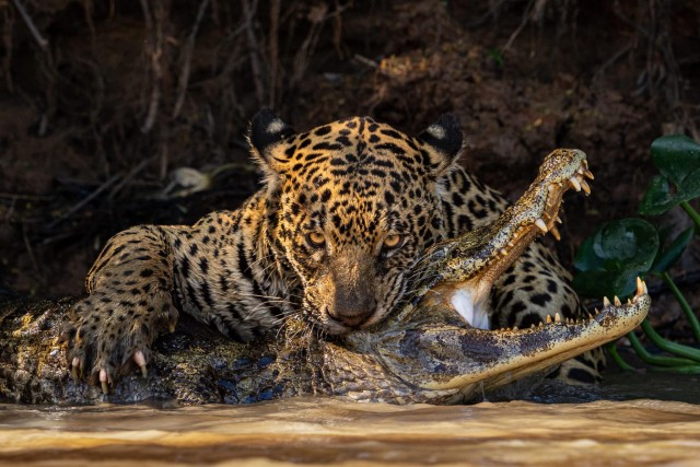 Лучшие снимки дикой природы, получившие награду Sony World Photography Awards 2024, 11 фото