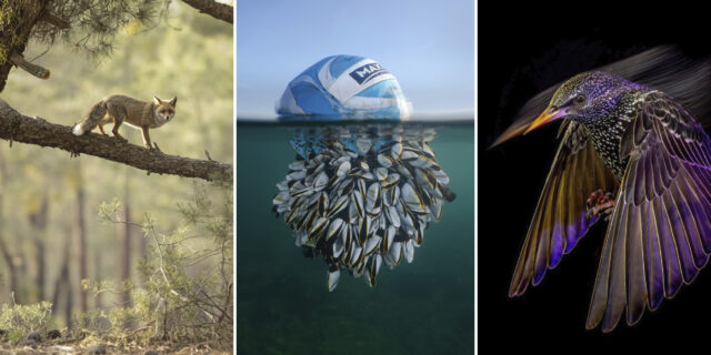 Мяч-бродяга и «канатоходец»: выбраны лучшие фото дикой природы на BWPA 2024, 7 фото и текст