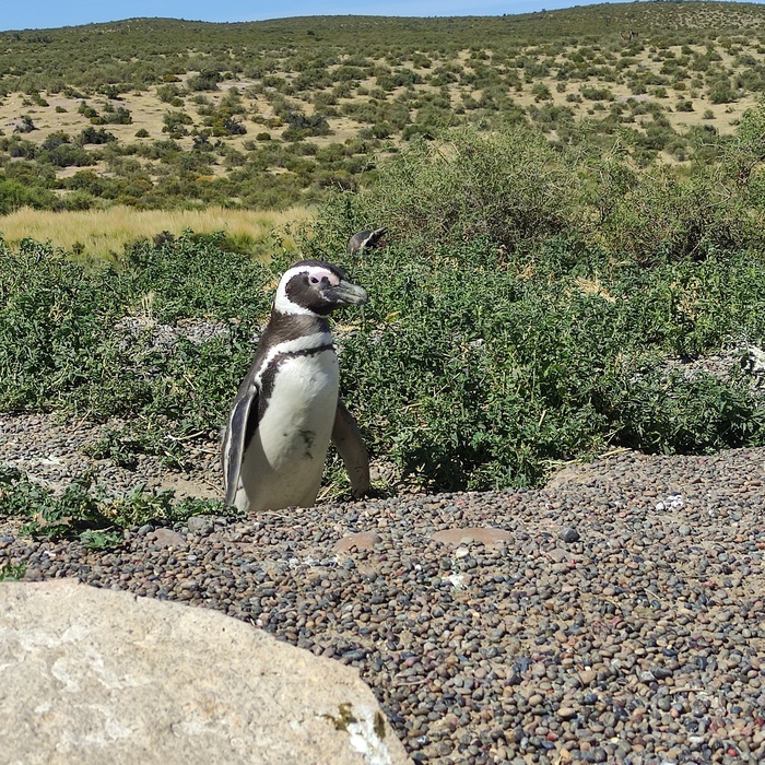 Пингвины посреди степи. А так можно?⁠⁠ 29 фото и текст