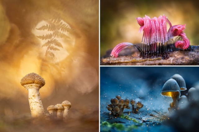 Эффектные фотографии грибов: победителей премии "Садовый фотограф года", 18 фото