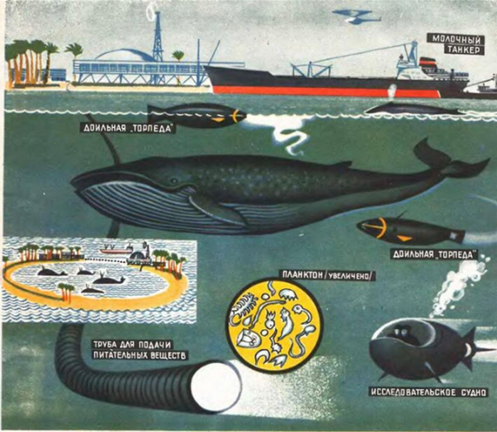 Ферма китов в СССР: История о том, как хотели создать огромные производства на искусственных островах⁠⁠, 4 фото и текст