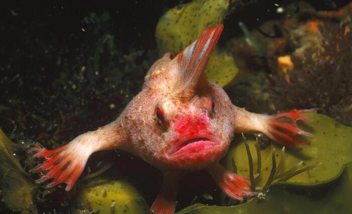 Рыба-лопата которая проживает на дне океана, 4 фото, видео и текст