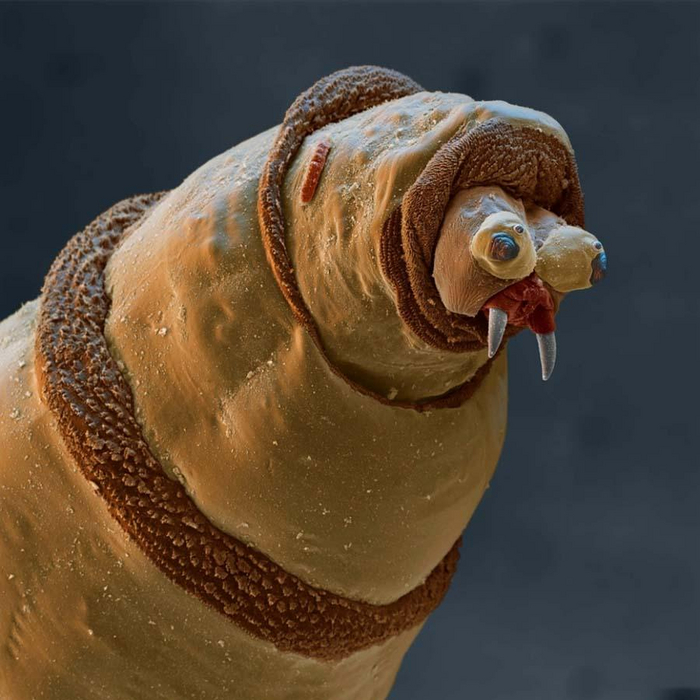 Несколько удивительных созданий которых не разглядеть без микроскопа⁠⁠, 15 фото