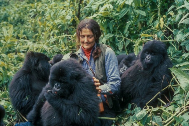 Дайан Фосси — жизнь и смерть отважной «Королевы обезьян», 12 фото и текст