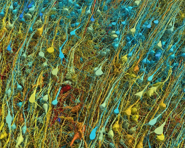 Кубический миллиметр мозга в невероятных деталях, 4 фото и текст