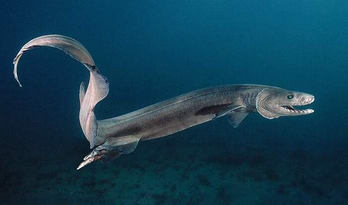Доисторическая акула которая живёт в наши дни, 6 фото/видео и текст