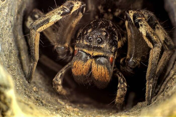 Гигантский паук живущий в России и в странах СНГ⁠⁠, 4 фото и текст