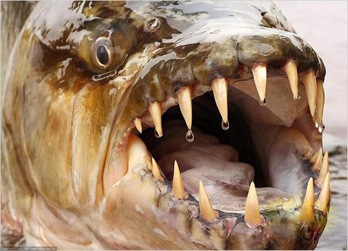 Рыба, которая ест крокодилов, 4 фото и текст