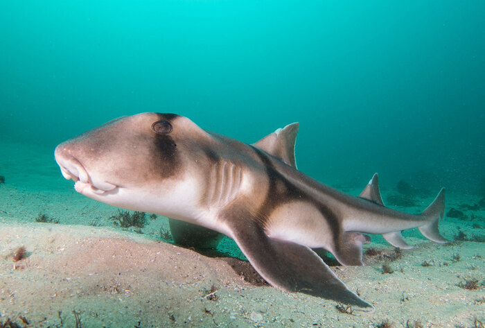 Необычная акула с зубами похожими на дробилку, 5 фото/видео и текст