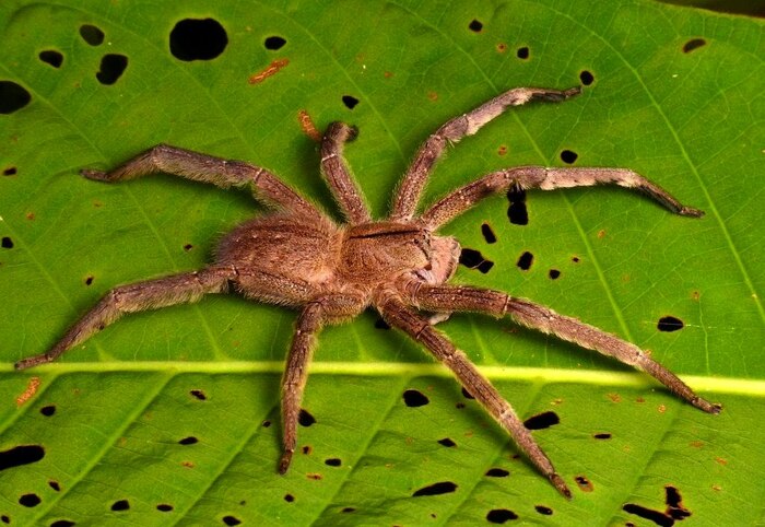 Опасный паук, которого можно случайно купить вместе с фруктами⁠⁠, 6 фото/видео и текст