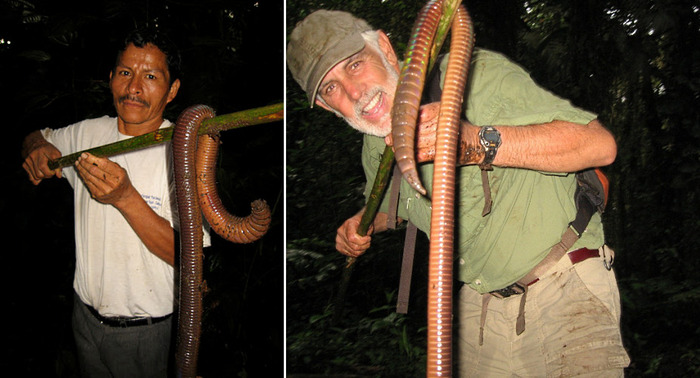Гигантские черви длиной 3 метра, 5 фото и текст